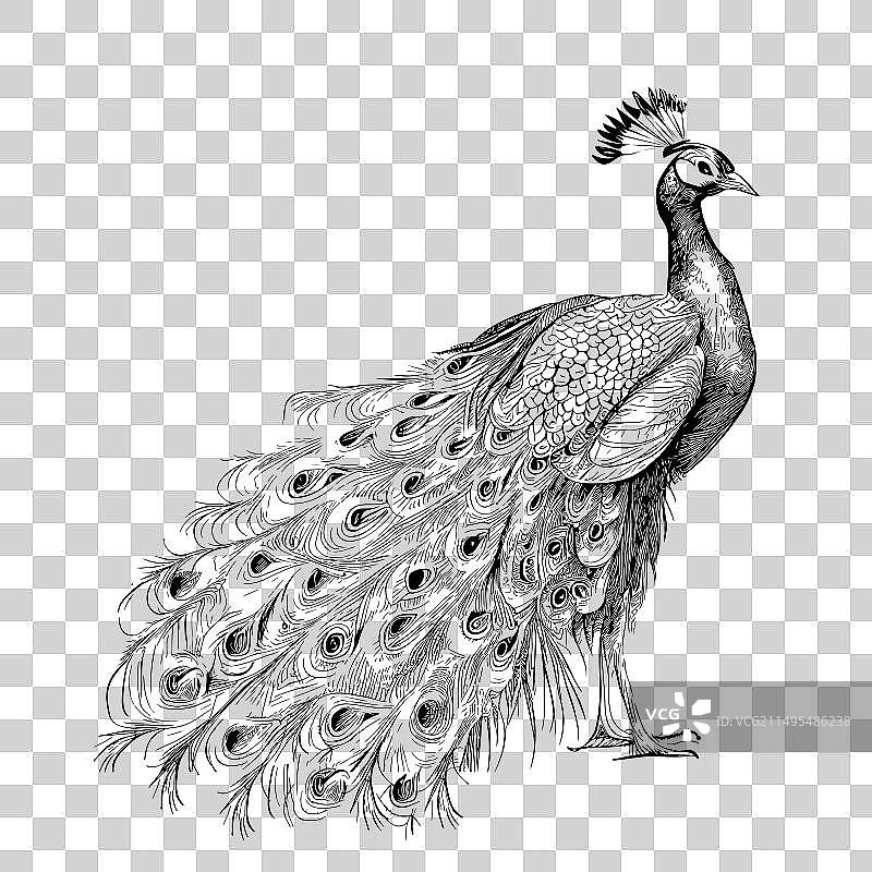 美丽孔雀复古手绘素描图片素材