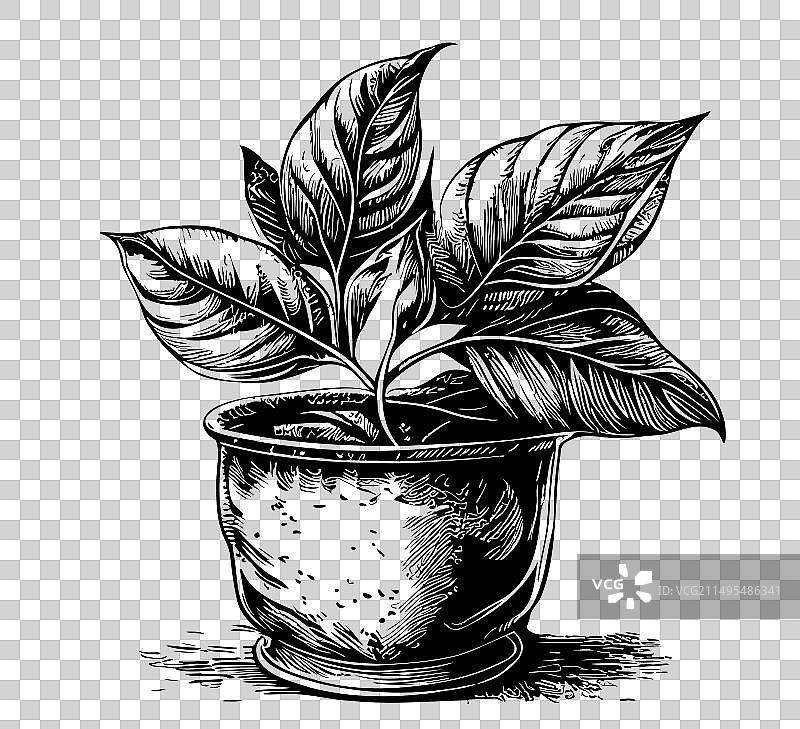 盆栽植物叶子素描图片素材