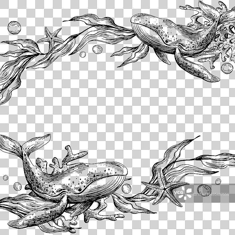 水下世界海洋动物鲸鱼剪贴画图片素材