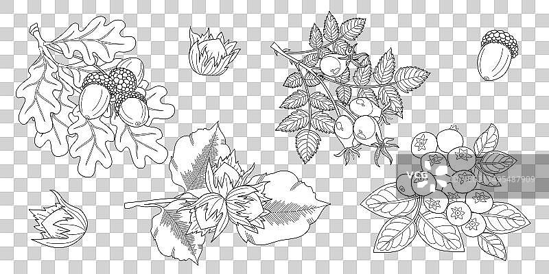 带叶子的橡树榛子树枝素材图片素材