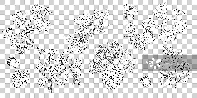 枫树、橡树、菩提树树枝叶子合集图片素材