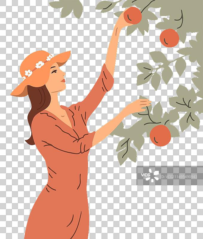 女人正在收获苹果图片素材