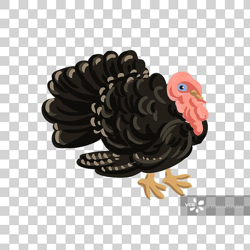 火鸡绘画图片素材