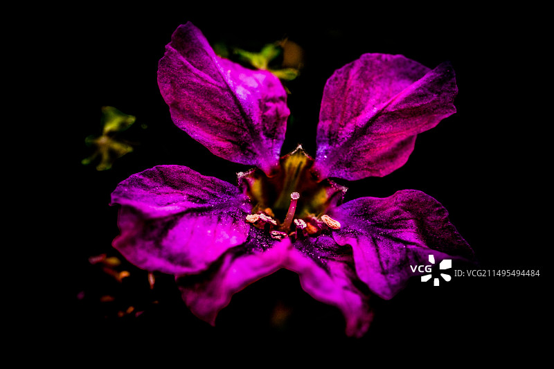 满天星花头图片素材