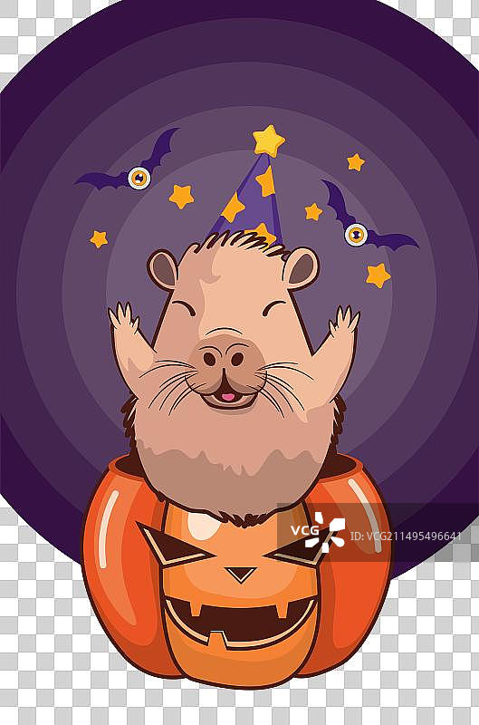 滑稽的水豚坐在南瓜里图片素材