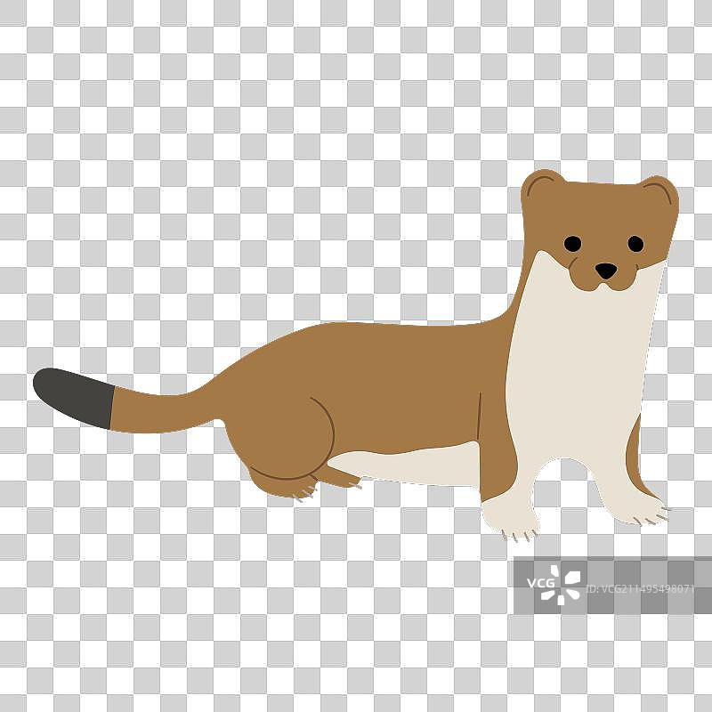 银鼬单张图 31图片素材