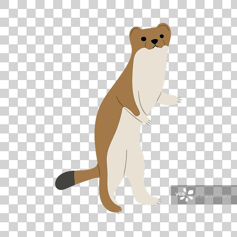 单张貂皮图片素材