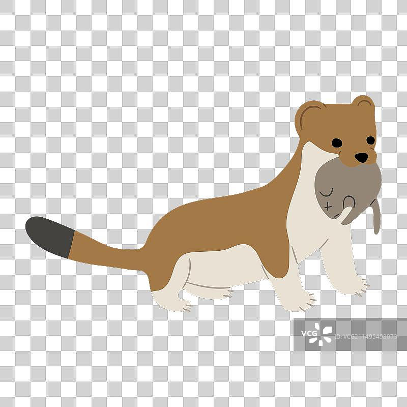 银鼬单张照片33图片素材