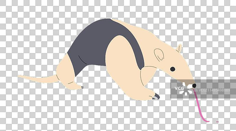 小食蚁兽图片素材