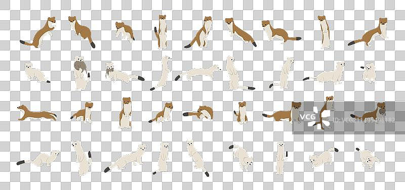 鼬科动物合集1图片素材