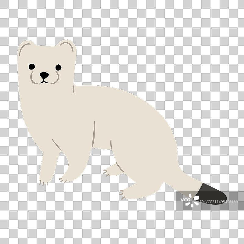 可爱的鼬鼠和黄鼠狼11图片素材