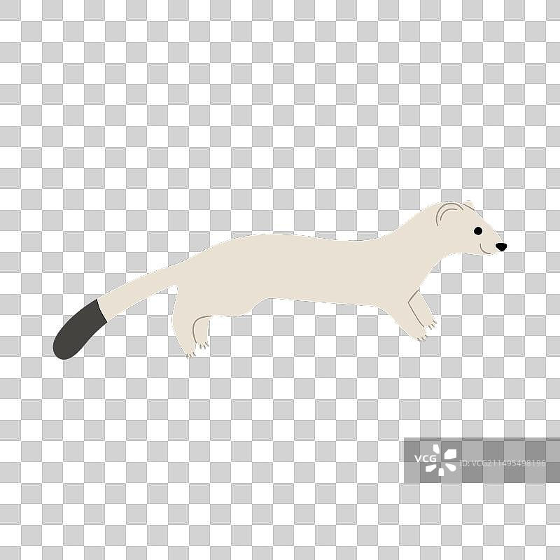 鼬科动物单张4图片素材