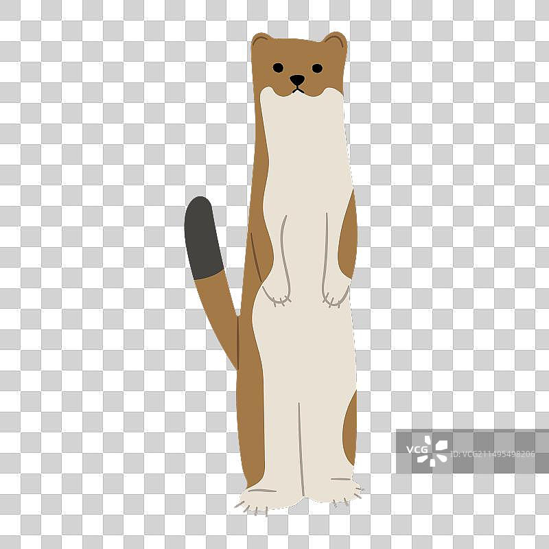 可爱的鼬和黄鼠狼7图片素材