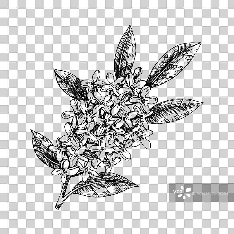 桂花茶橄榄枝素描香草植物图片素材