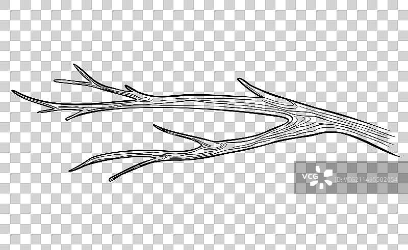 树的干燥树枝图片素材