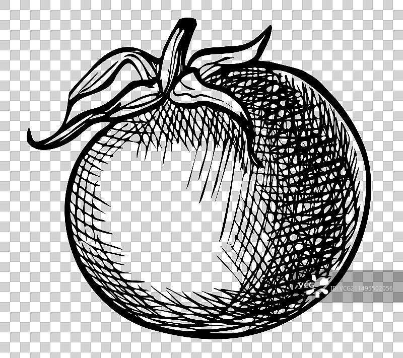 樱桃番茄画图片素材