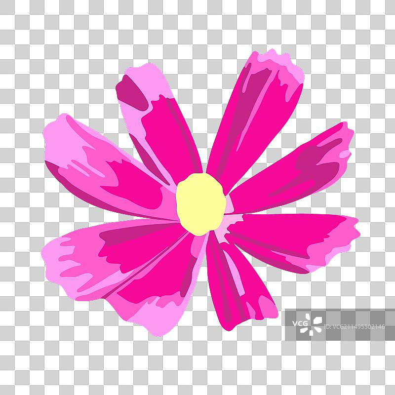 白色背景上的大波斯菊图片素材