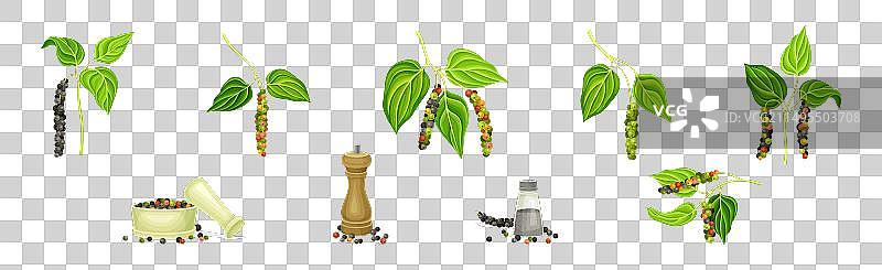 带有绿叶和胡椒粒的黑胡椒植物图片素材