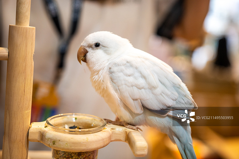 鸟栖息在喂食器上的特写镜头 和尚鹦鹉图片素材