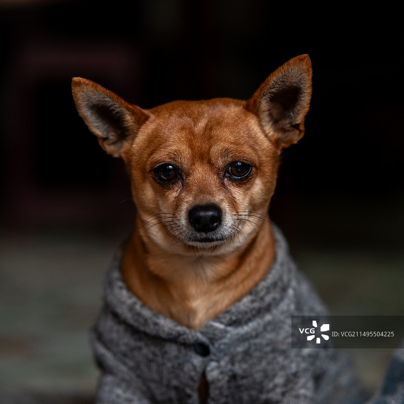 狗的特写肖像图片素材