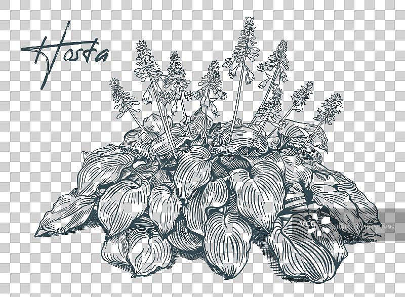 花园植物 hosta 素描图片素材