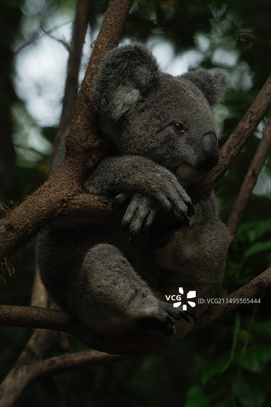 树袋熊坐在树枝上的特写镜头图片素材