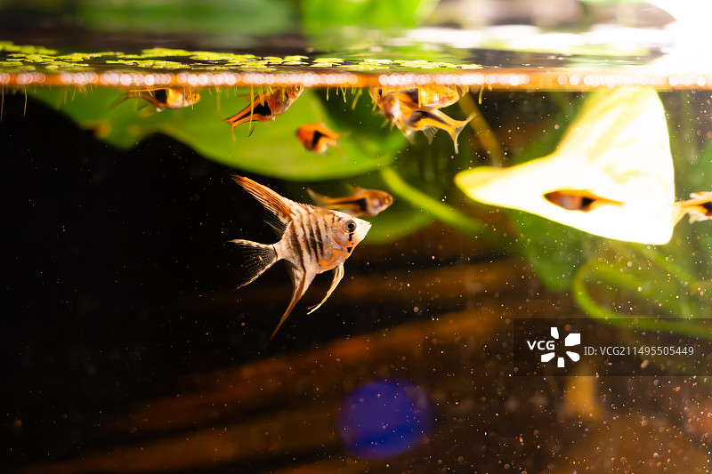 南美鱼缸图片素材