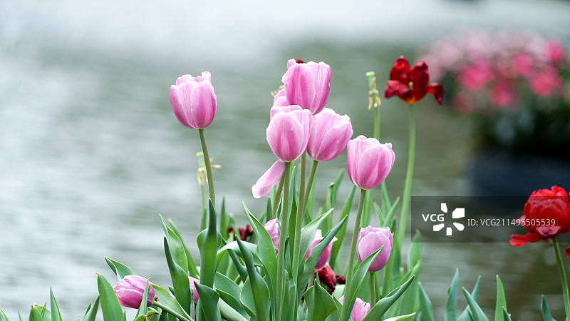 深圳仙湖植物园图片素材