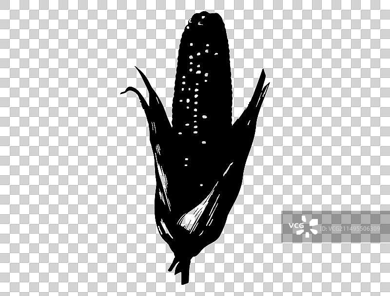 白色背景上的玉米轮廓艺术图片素材