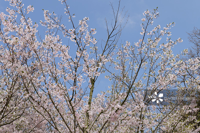 威海的春天图片素材