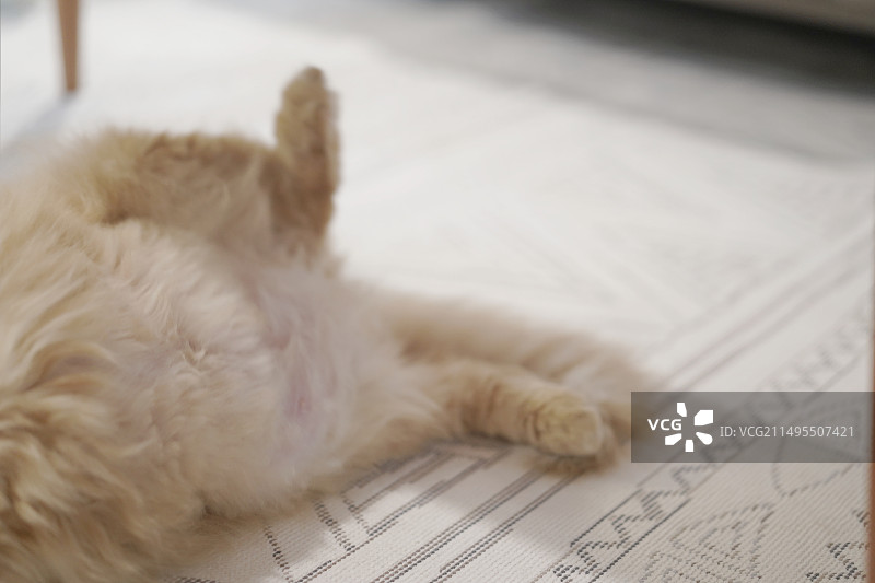 躺在地毯上的长毛橘猫图片素材
