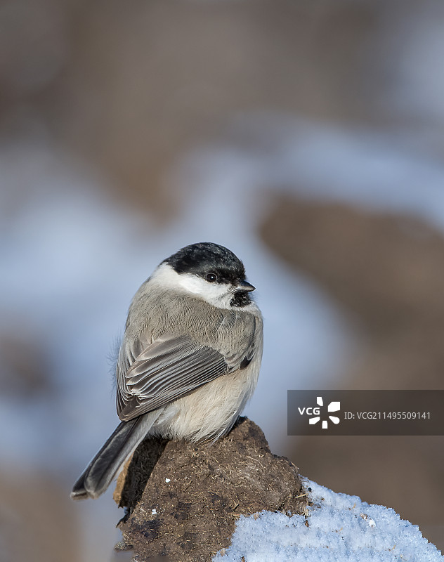褐头山雀图片素材
