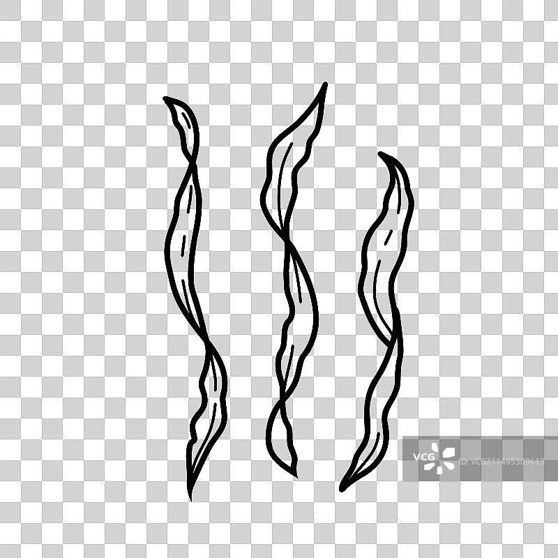 海藻昆布藻水下海洋植物图片素材