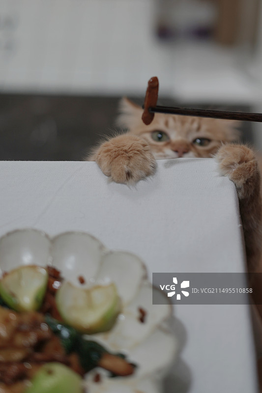 想偷吃的猫咪图片素材