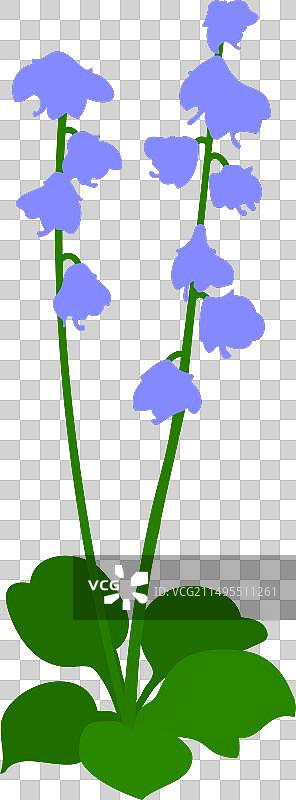 风铃花图片素材