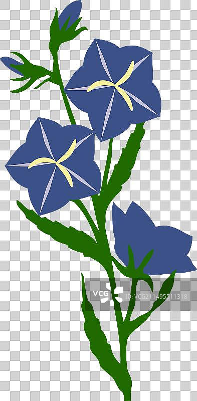 风铃花图片素材