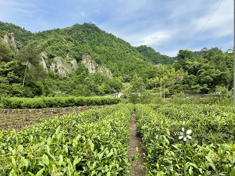绍兴新昌安山村，安山古道户外徒步路线上的风景，茶园图片素材