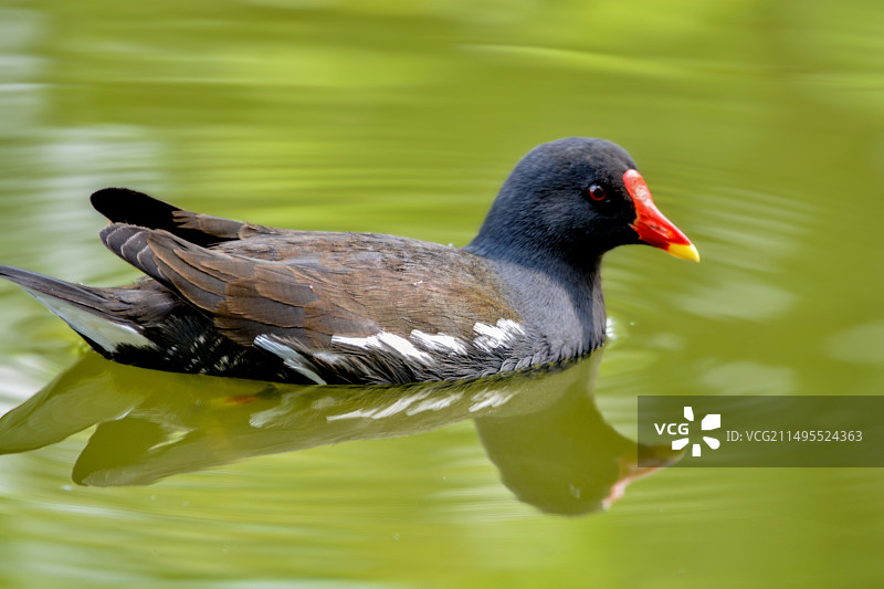 黑水鸡图片素材