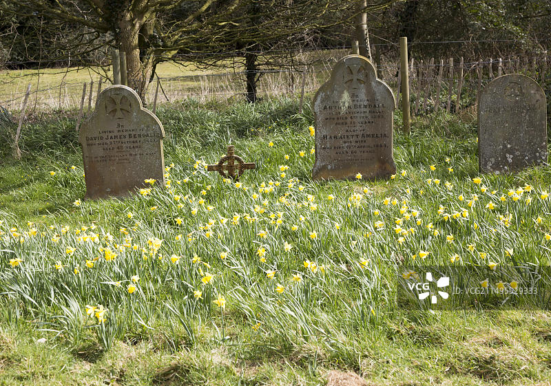 英国萨福克郡肖特瑟姆乡村墓地春天盛开的黄水仙图片素材