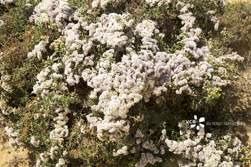 拉格拉西奥萨岛沙丘上开花的翼萼补血草，兰萨罗特岛，加那利群岛，西班牙，欧洲图片素材