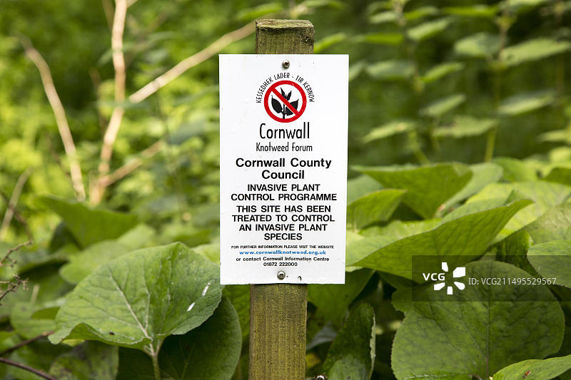 英国康沃尔：日本虎杖的入侵植物控制图片素材