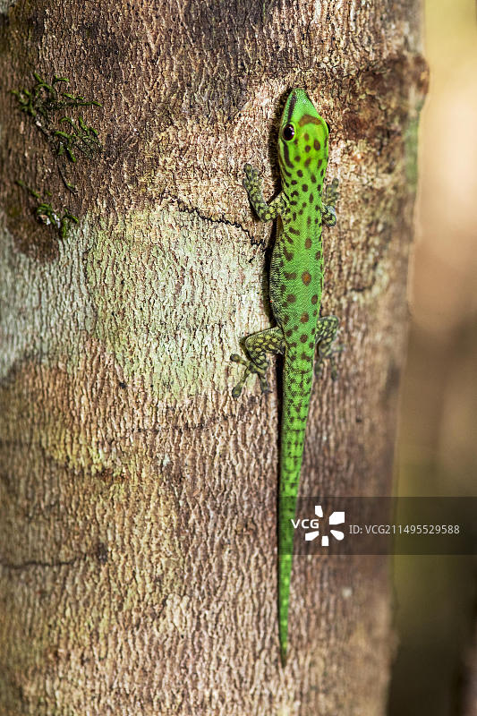 来自马达加斯加东部棕榈馆的麻点日壁虎图片素材
