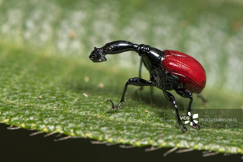 雌性长颈象鼻虫图片素材