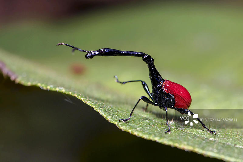 马达加斯加安达西贝国家公园的长颈卷象图片素材