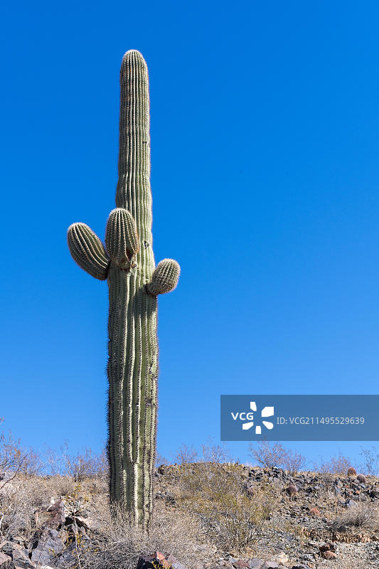 来自美国亚利桑那州凤凰城的巨人柱仙人掌图片素材