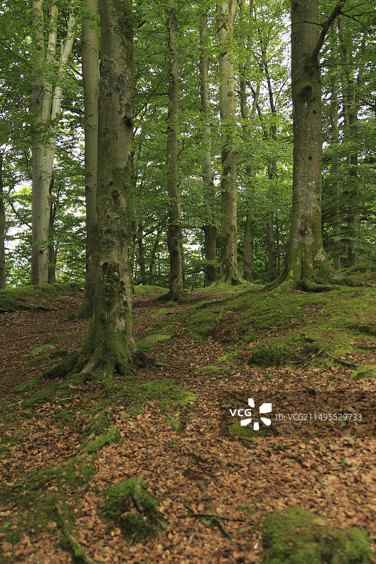 挪威卑尔根市法纳地区的林地树木图片素材