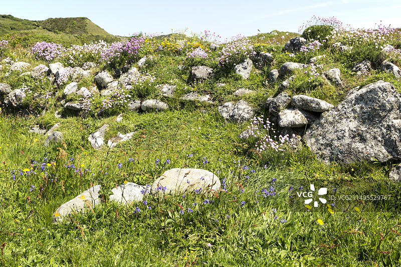 康沃尔蜥蜴半岛低地点的盛开野花图片素材