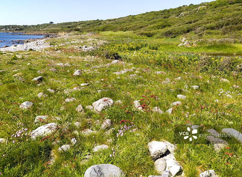 英国康沃尔郡蜥蜴半岛科弗拉克低地角附近的野花图片素材