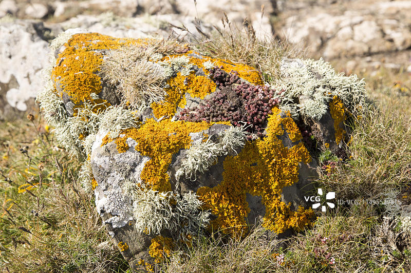 橙色金色盾牌：生长在英国康沃尔郡凯南斯湾岩石上的美丽盾牌衣和其他地衣图片素材