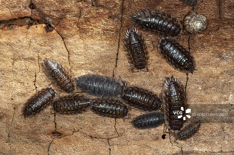 来自挪威西南部的普通鼠妇图片素材